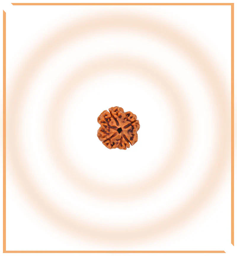 Natural 5 Mukhi/Face Rudraksha (Nepal Origin) + Free 5 Mukhi Rudraksha