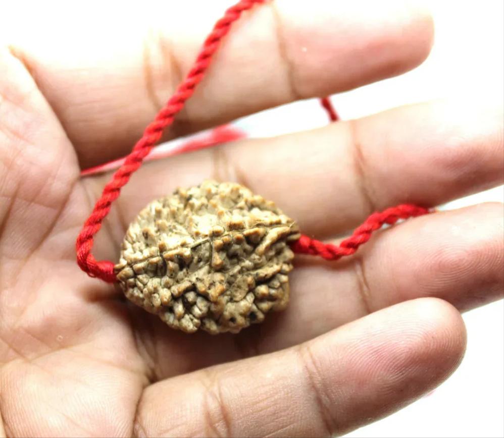 Natural 2 Mukhi Rudraksha (Himalaya origin) + Special Gift