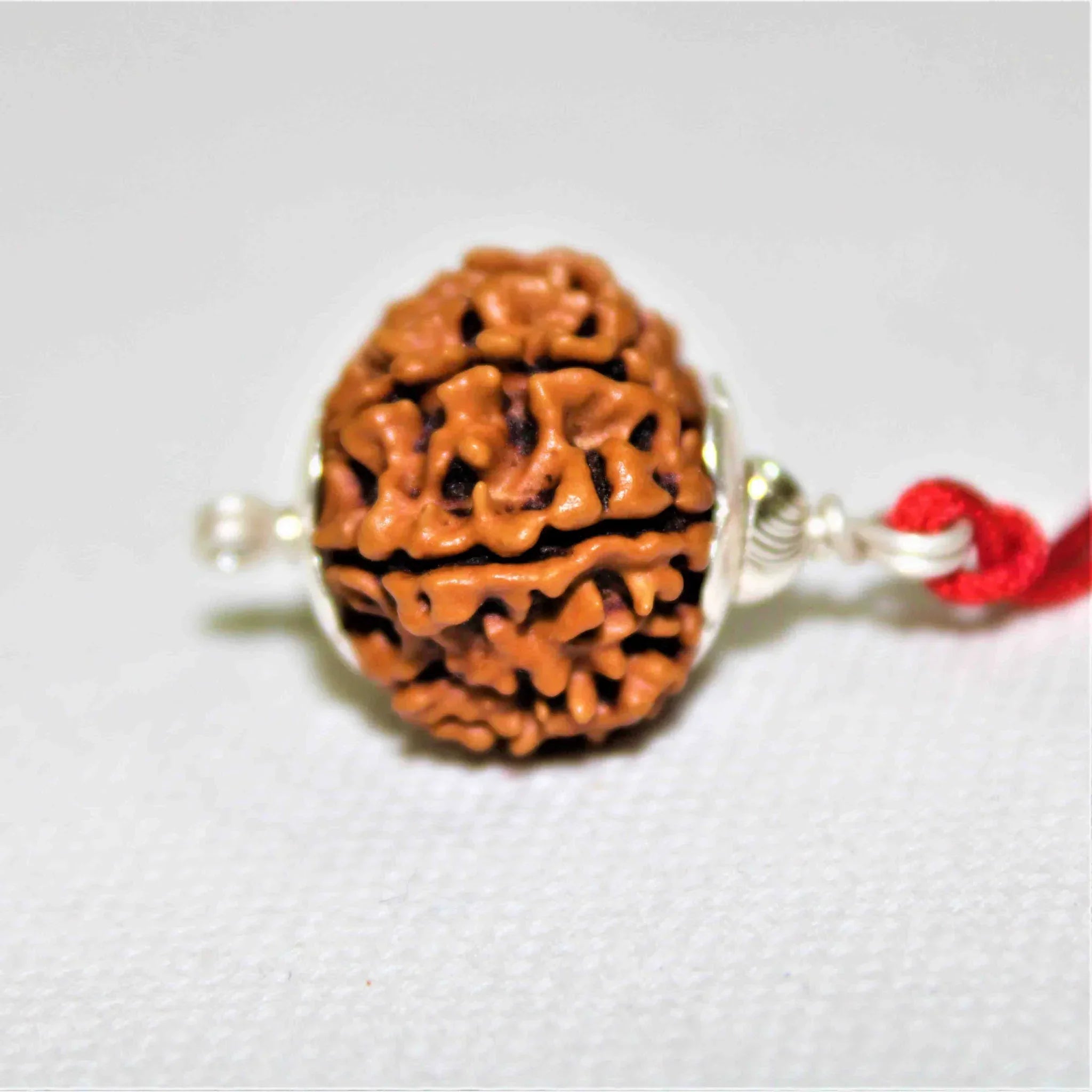 Natural 10 Mukhi/Face Rudraksha + Special Gift