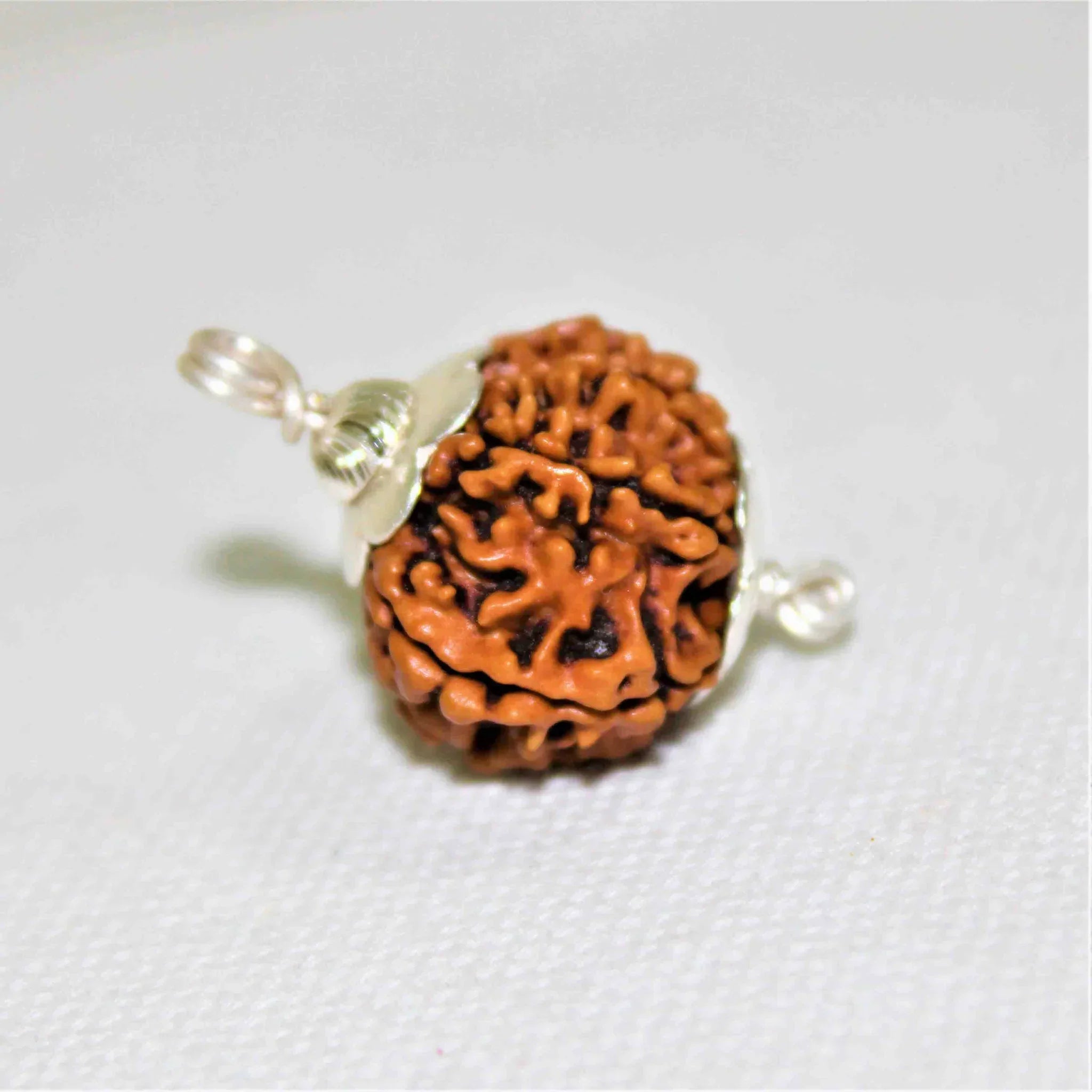 Natural 10 Mukhi/Face Rudraksha + Special Gift