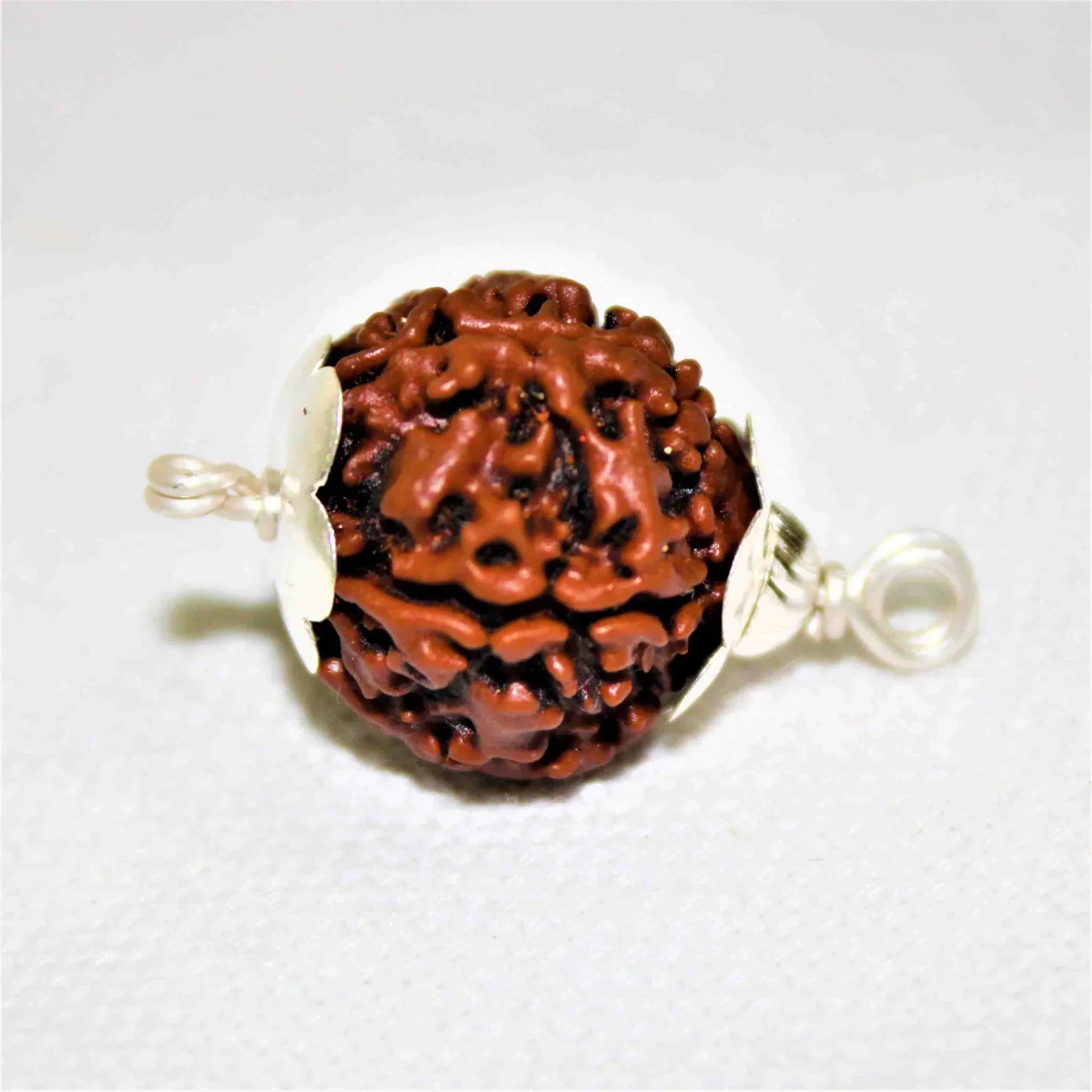 Natural 5 Mukhi/Face Rudraksha (Nepal Origin) + Free 5 Mukhi Rudraksha