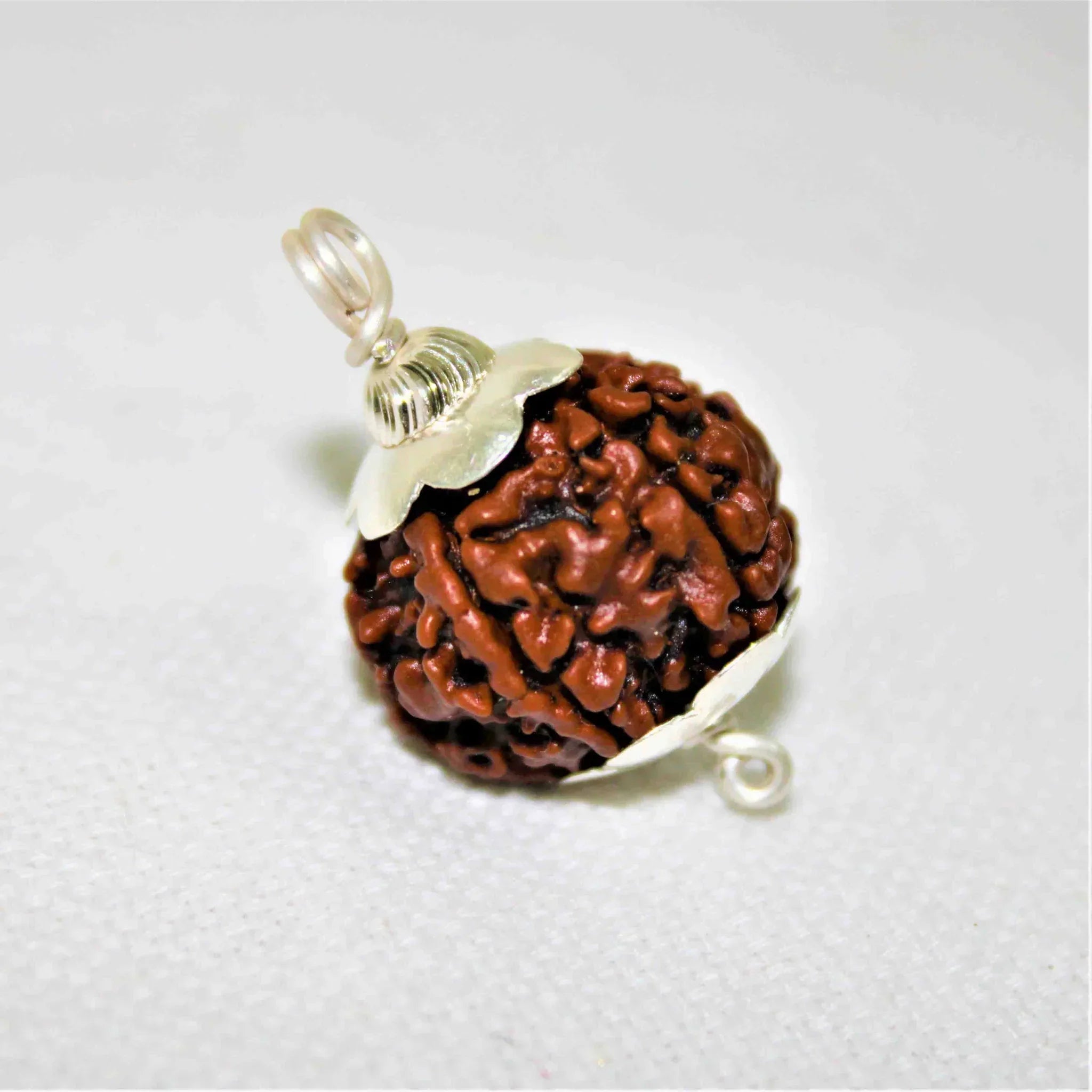 Natural 5 Mukhi/Face Rudraksha (Nepal Origin) + Free 5 Mukhi Rudraksha