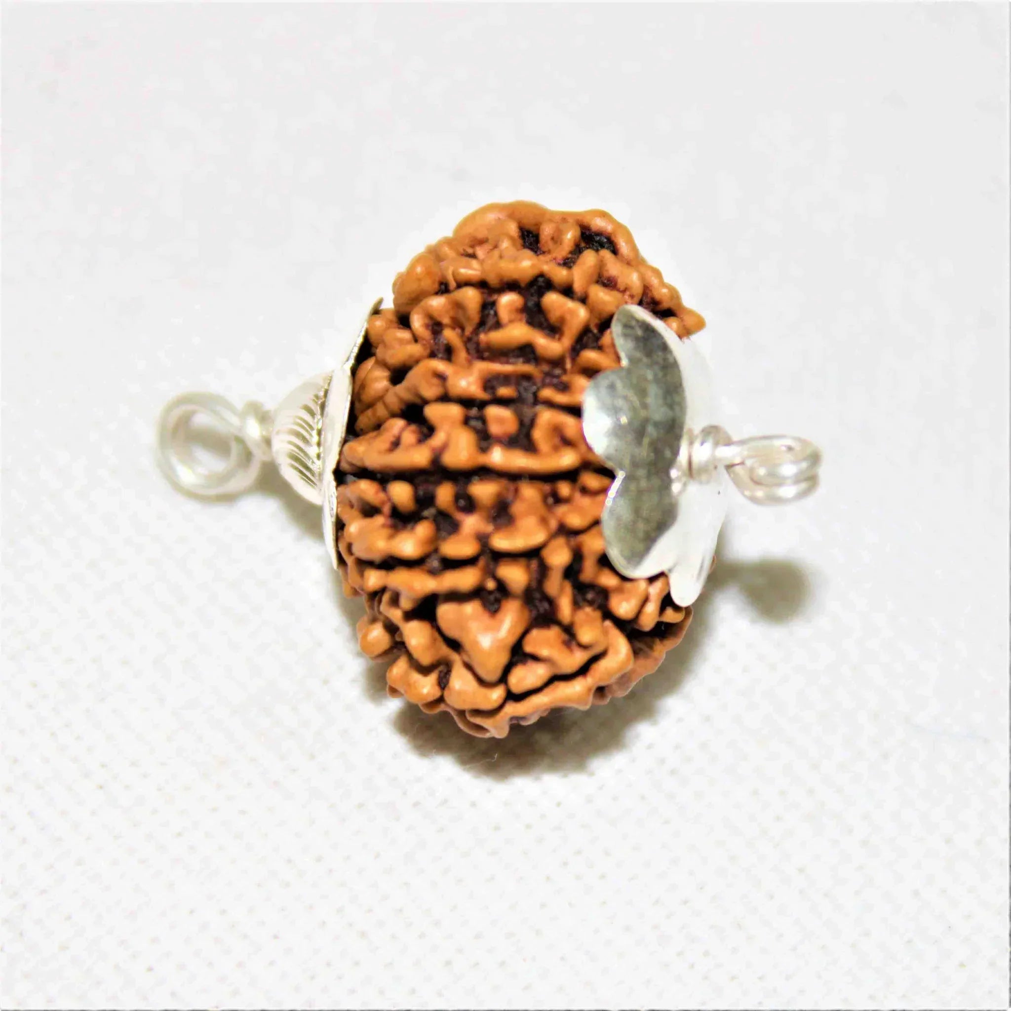 Natural 12 Mukhi/Face Rudraksha (Nepal Origin- Collector Size) + Special Gift