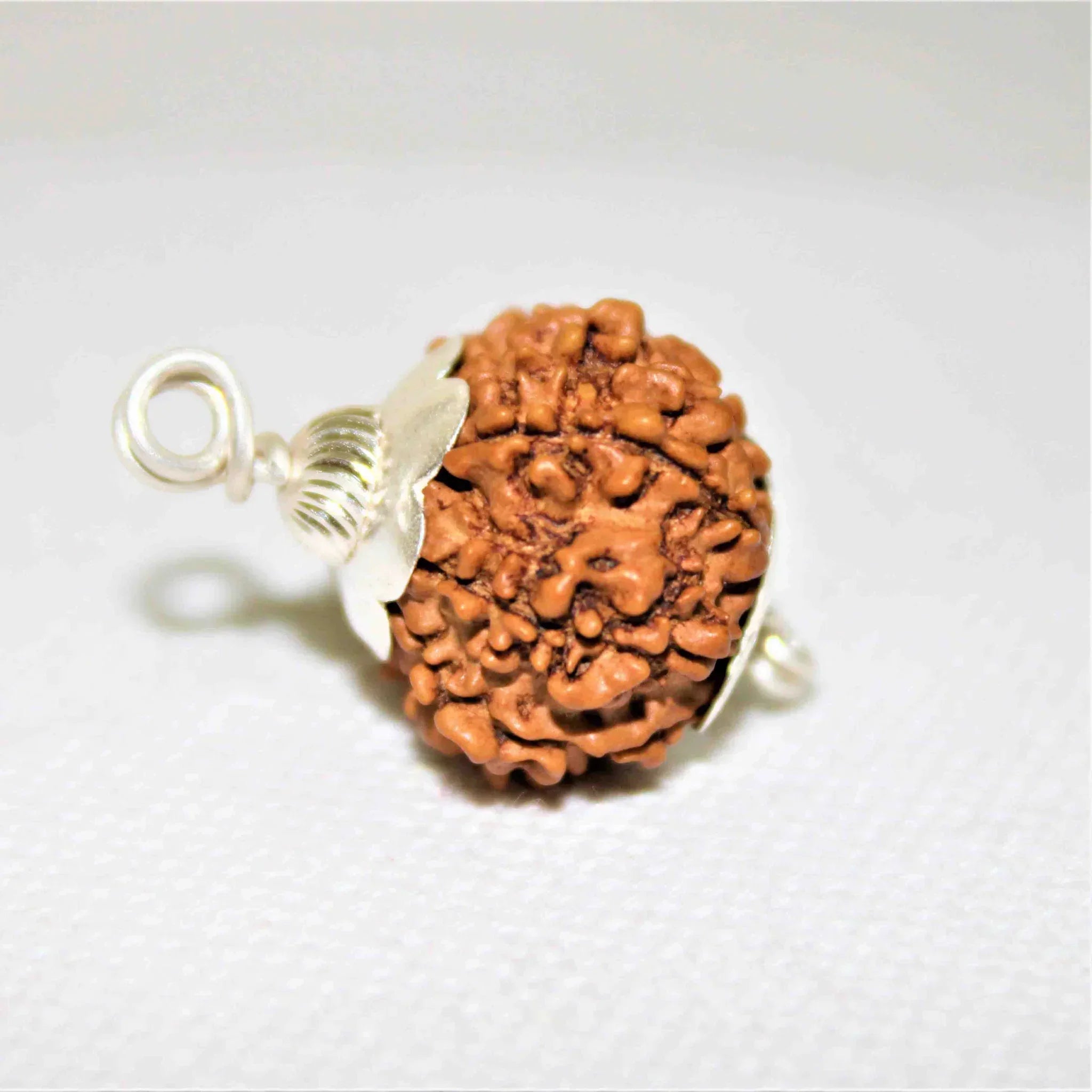 Natural 12 Mukhi/Face Rudraksha (Nepal Origin- Collector Size) + Special Gift