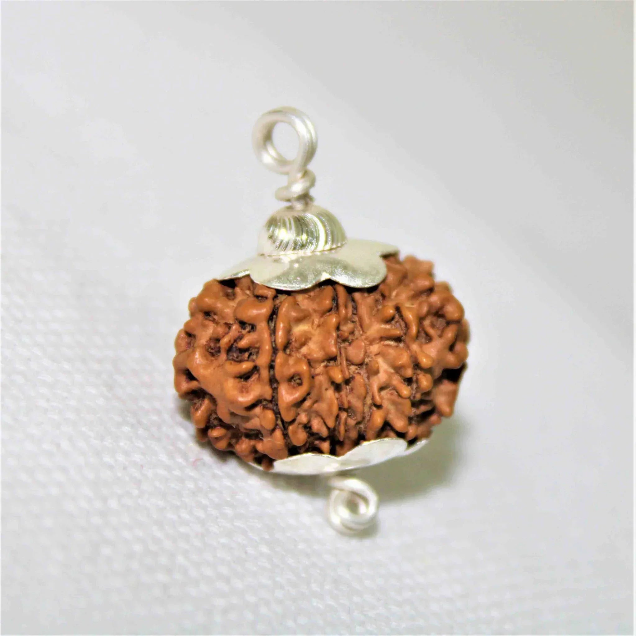 Natural 12 Mukhi/Face Rudraksha (Nepal Origin- Collector Size) + Special Gift