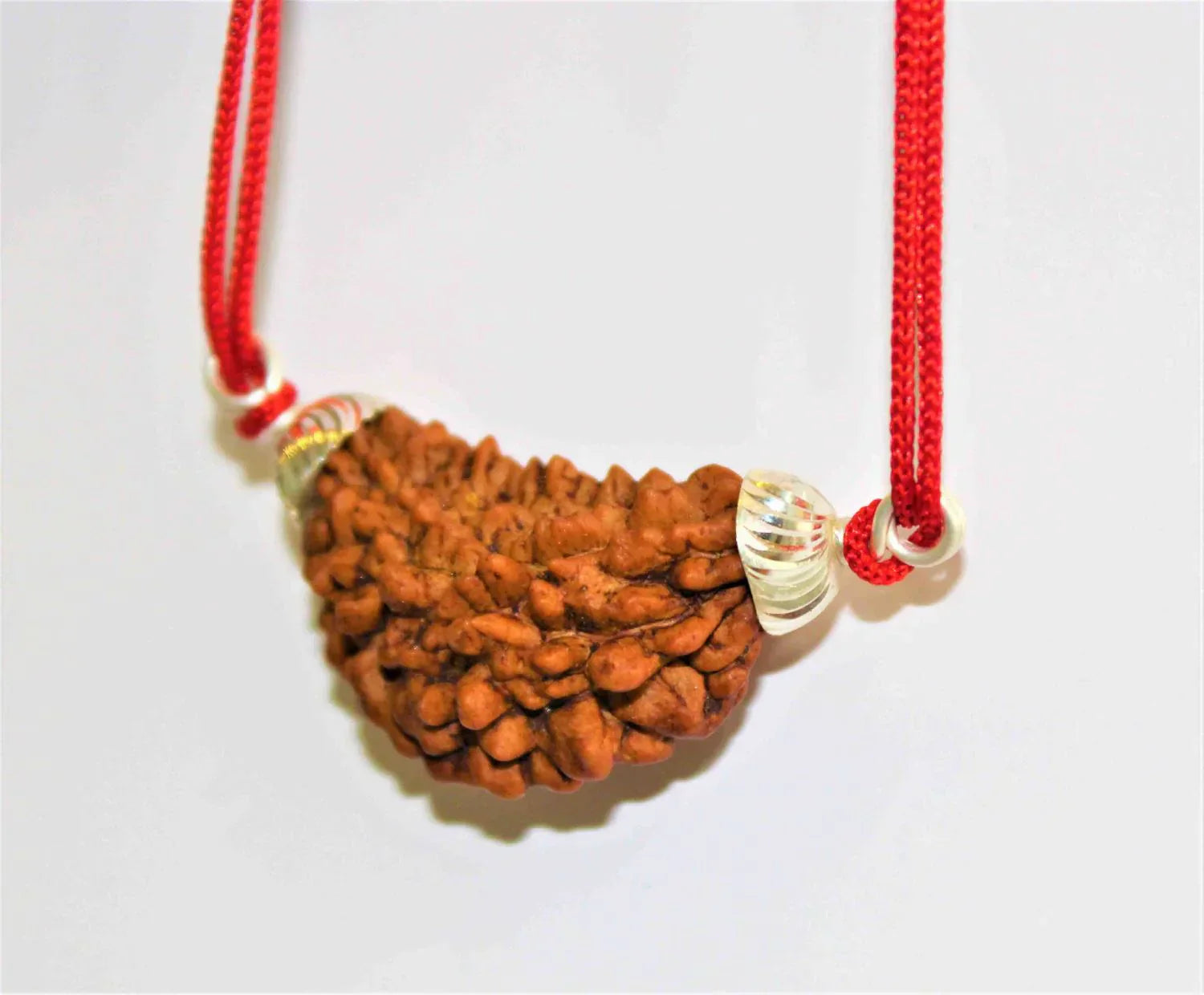 Natural 1 Face/Mukhi Rudraksha + Special Gift