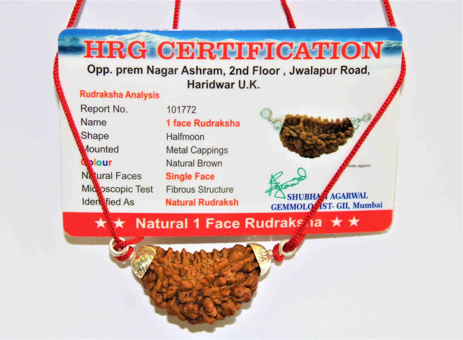 Natural 1 Face/Mukhi Rudraksha + Special Gift