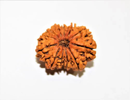 Natural 12 Mukhi/Face Rudraksha (Nepal Origin- Collector Size) + Special Gift