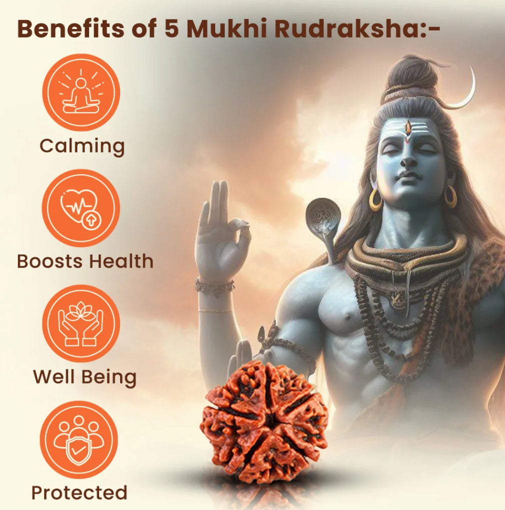 Natural 5 Mukhi/Face Rudraksha (Nepal Origin) + Free 5 Mukhi Rudraksha