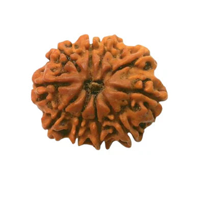 Natural 10 Mukhi/Face Rudraksha + Special Gift