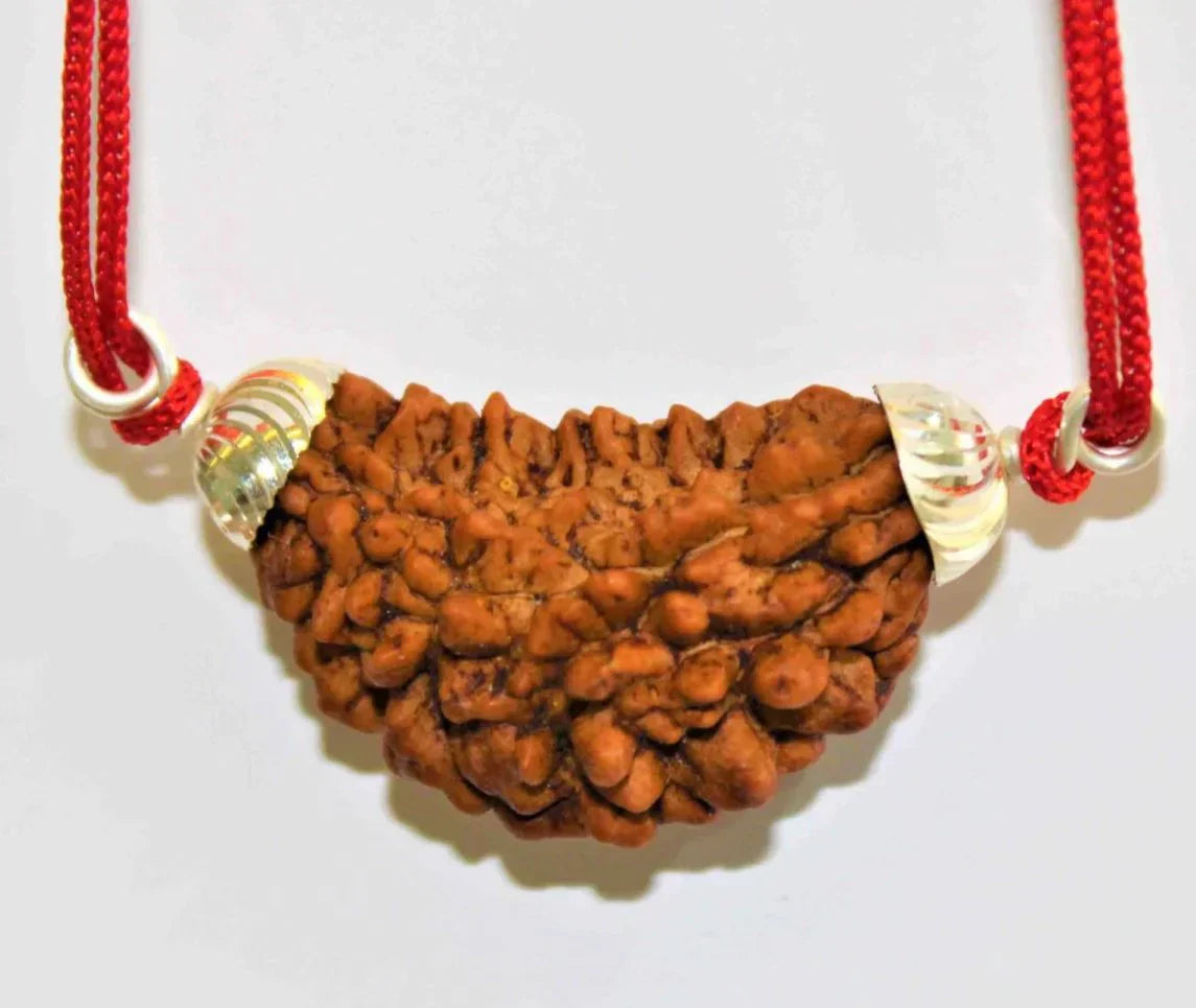 Natural 1 Face/Mukhi Rudraksha + Special Gift