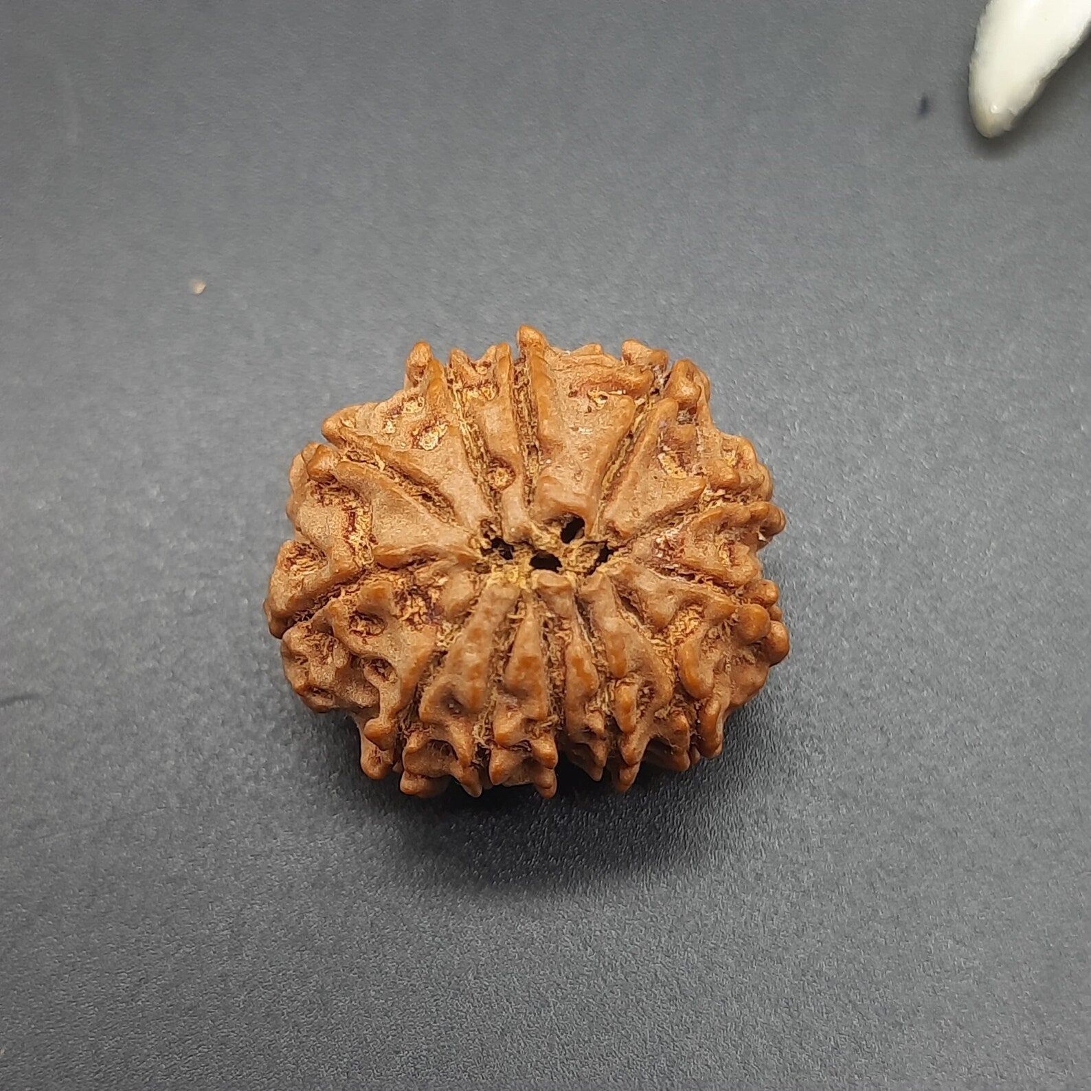 12 Mukhi Rudraksha  / Twelve Face Nepal Rudraksha lab Certified 21-23mm