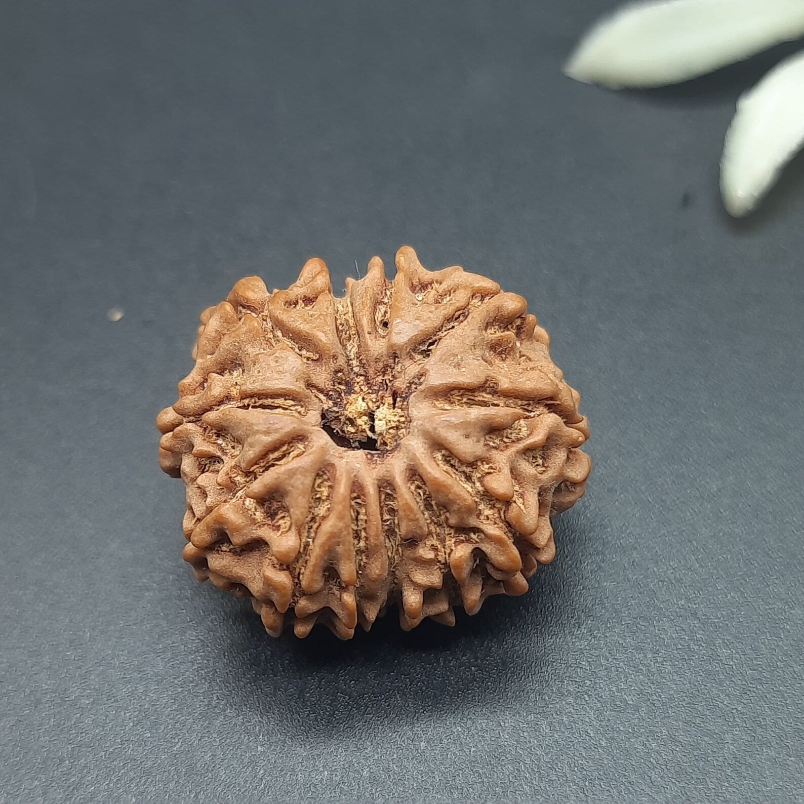 12 Mukhi Rudraksha  / Twelve Face Nepal Rudraksha lab Certified 21-23mm