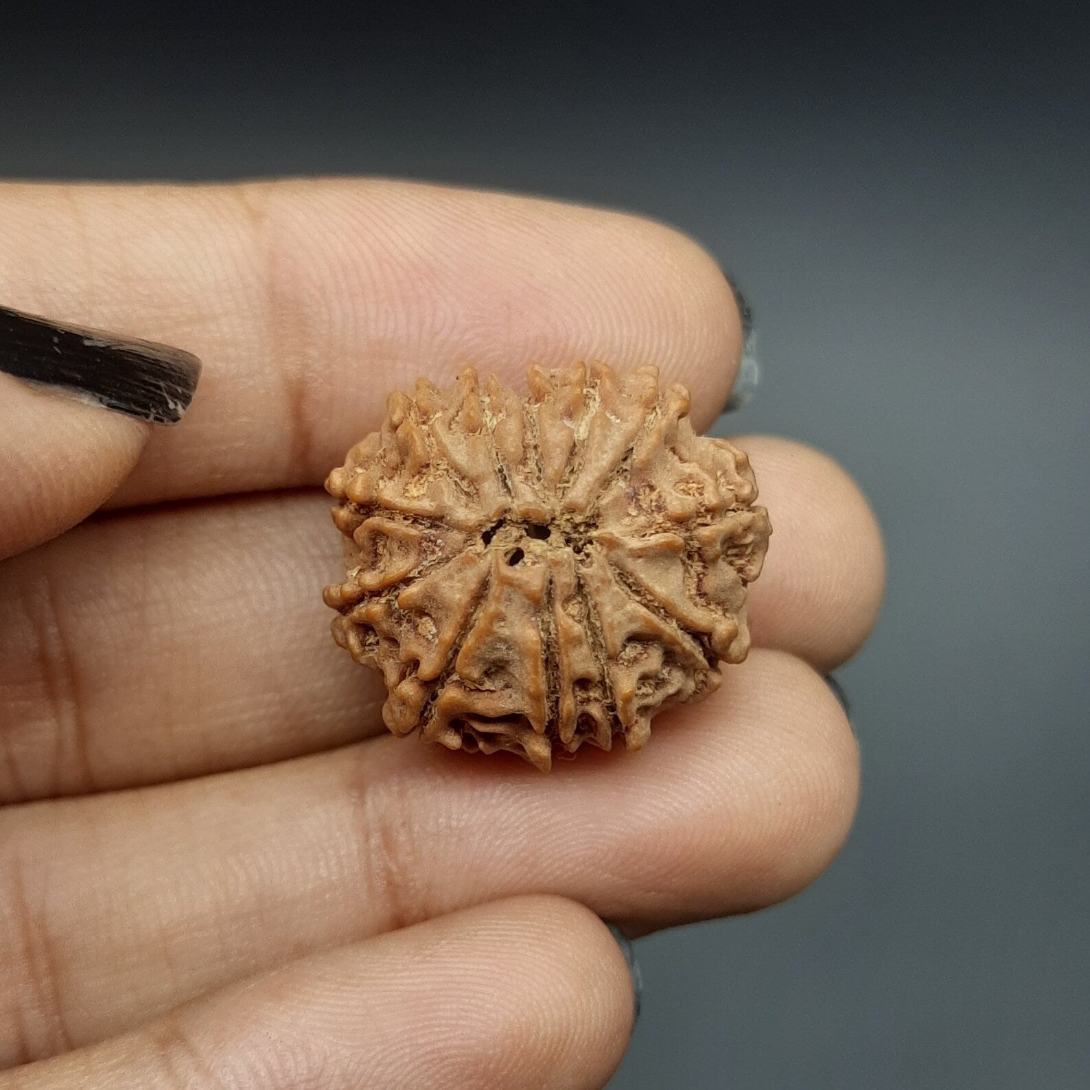 12 Mukhi Rudraksha  / Twelve Face Nepal Rudraksha lab Certified 21-23mm