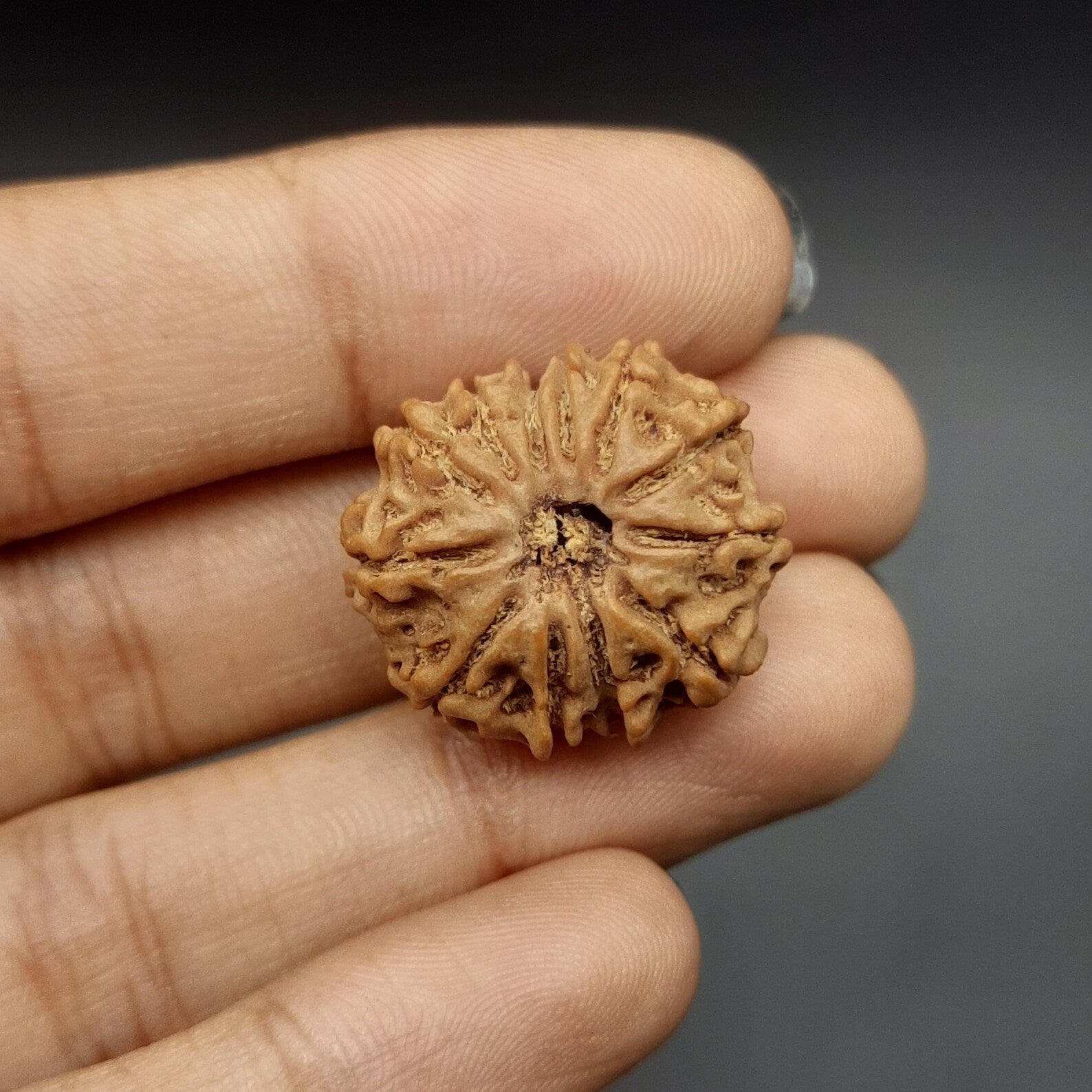 12 Mukhi Rudraksha  / Twelve Face Nepal Rudraksha lab Certified 21-23mm