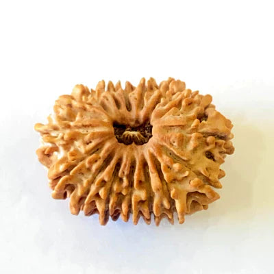 Natural 16 Mukhi/Face Rudraksha (Nepal Origin- 28.50 MM) + Special Gift