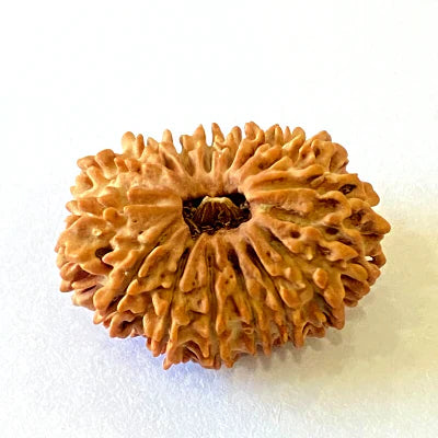 Natural 16 Mukhi/Face Rudraksha (Nepal Origin- 28.50 MM) + Special Gift