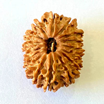 Natural 16 Mukhi/Face Rudraksha (Nepal Origin- 28.50 MM) + Special Gift