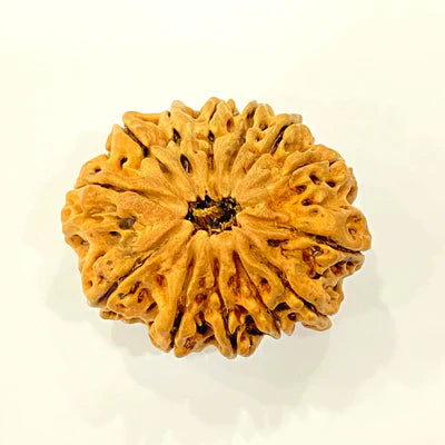 Natural 13 Mukhi/Face Rudraksha (Nepal Origin -Super Collector size) + Special Gift