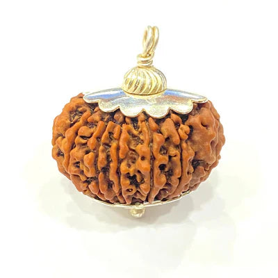 Natural 13 Mukhi/Face Rudraksha (Nepal Origin -Super Collector size) + Special Gift