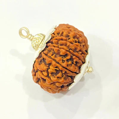 Natural 13 Mukhi/Face Rudraksha (Nepal Origin -Super Collector size) + Special Gift