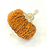 Natural 15 Mukhi Rudraksha (Nepal Origin- 30 mm apx) + Special Gift