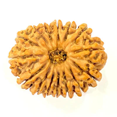 Natural 15 Mukhi Rudraksha (Nepal Origin- 30 mm apx) + Special Gift