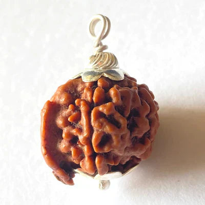 Natural Ganesh Mukhi Rudraksha + Free 5 Mukhi Rudraksha