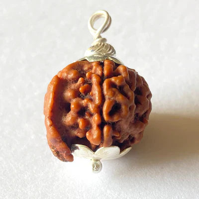 Natural Ganesh Mukhi Rudraksha + Free 5 Mukhi Rudraksha