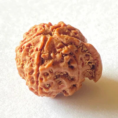 Natural Ganesh Mukhi Rudraksha + Free 5 Mukhi Rudraksha