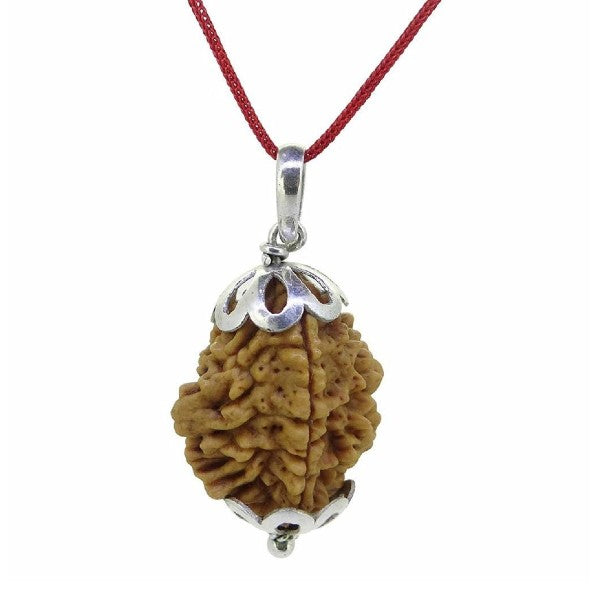 2 Mukhi Nepalese Rudraksha 22mm - 25mm + Special Gift