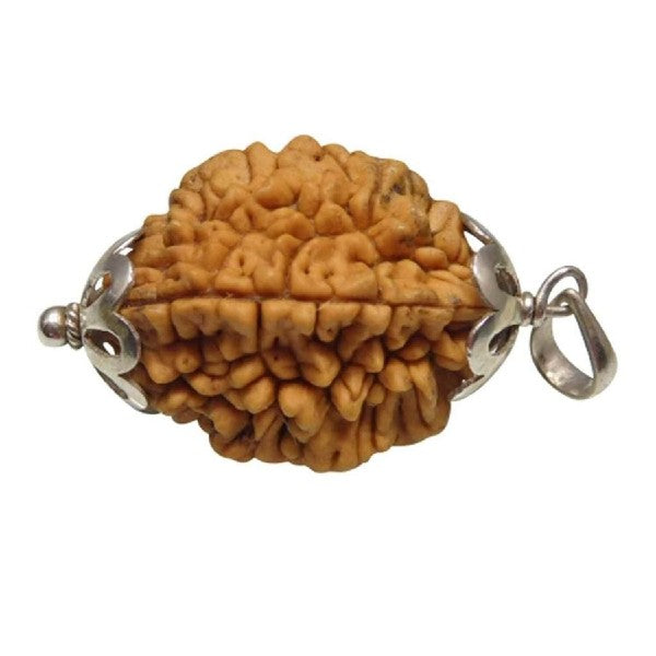 2 Mukhi Nepalese Rudraksha 22mm - 25mm + Special Gift