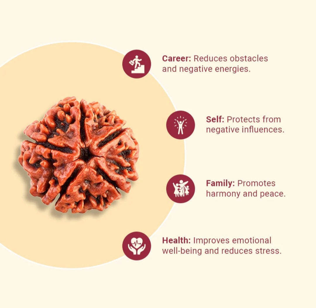 Natural 5 Mukhi/Face Rudraksha (Nepal Origin) + Free 5 Mukhi Rudraksha