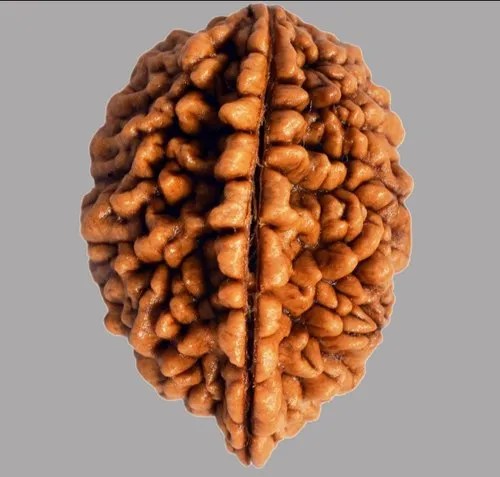 2 Mukhi Nepalese Rudraksha 22mm - 25mm + Special Gift