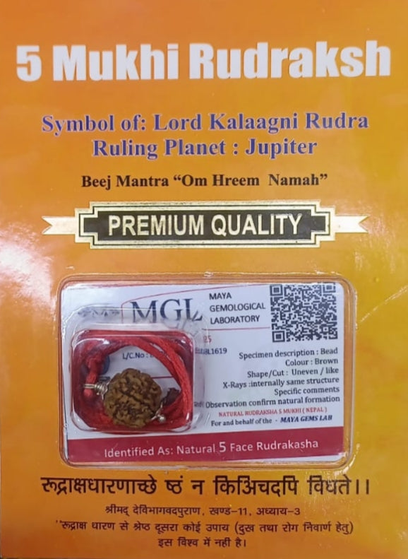 Natural 5 Mukhi/Face Rudraksha (Nepal Origin) + Free 5 Mukhi Rudraksha